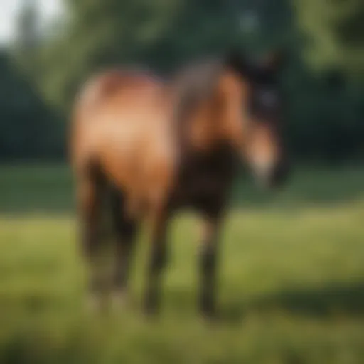 Majestic horse grazing in a lush meadow