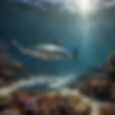 Behavioral Studies Researchers studying shark behavior underwater